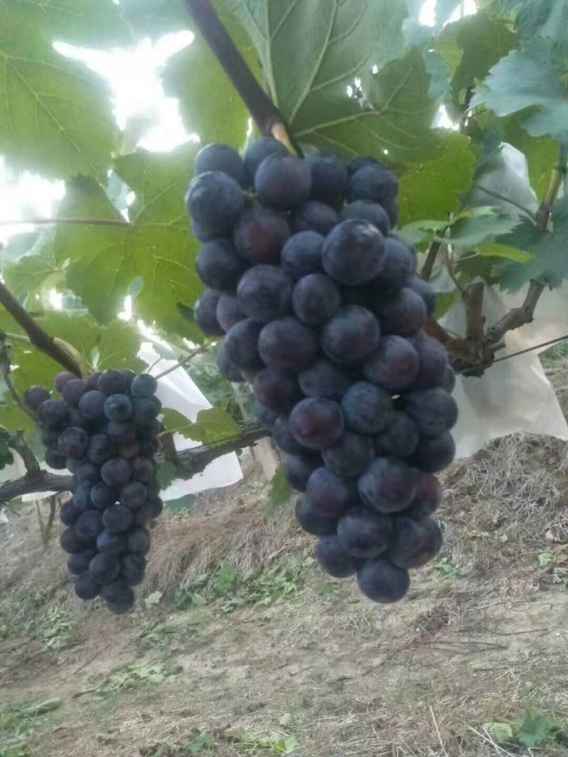 夏黑葡萄，