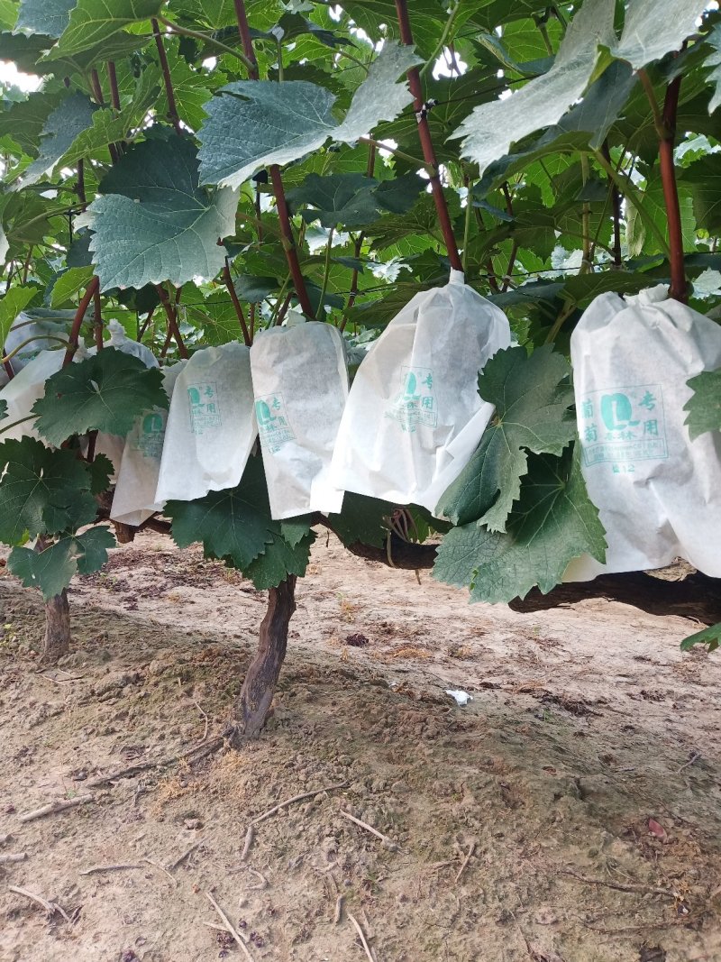 夏黑葡萄，