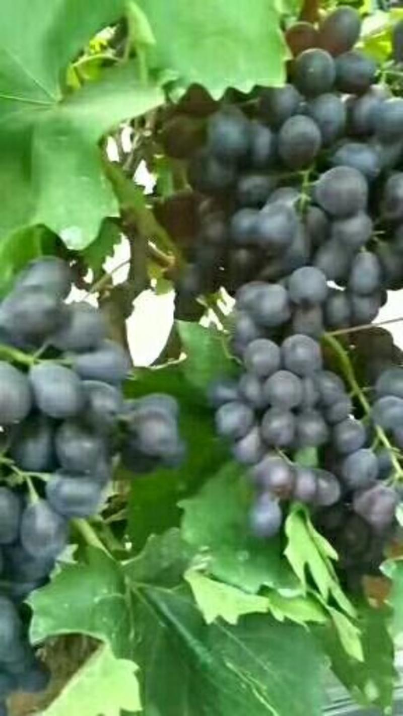 葡萄，飓风葡萄、玫瑰香，京亚，葡萄大量上市产地直销葡萄玫