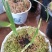 花卉盆景