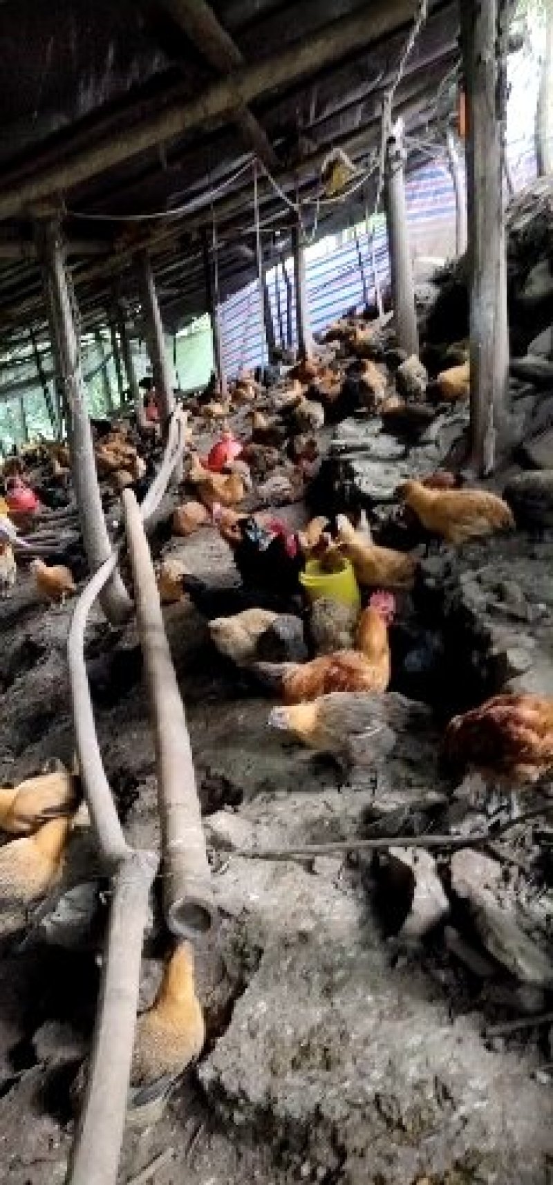 放养乌骨鸡山地放养乌骨鸡可视频看货诚信商家