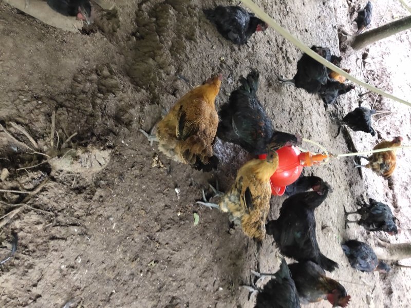 放养乌骨鸡山地放养乌骨鸡可视频看货诚信商家