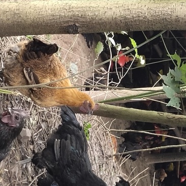 放养乌骨鸡山地放养乌骨鸡可视频看货诚信商家