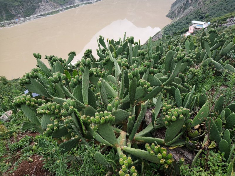 仙桃