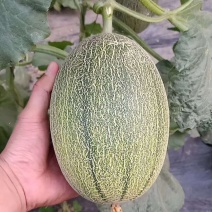 山东哈密瓜，蜜瓜胶蜜25号西州蜜新疆哈密瓜
