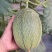 山东哈密瓜，蜜瓜胶蜜25号西州蜜新疆哈密瓜