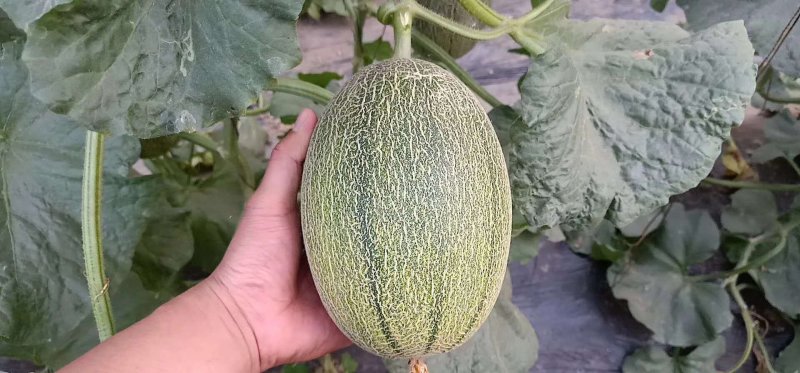 山东哈密瓜，蜜瓜胶蜜25号西州蜜新疆哈密瓜