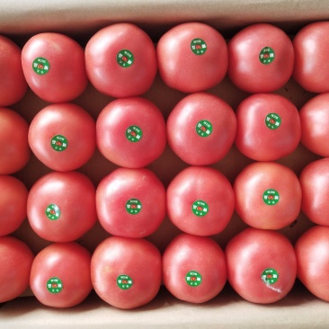 二茬硬粉西红柿🍅