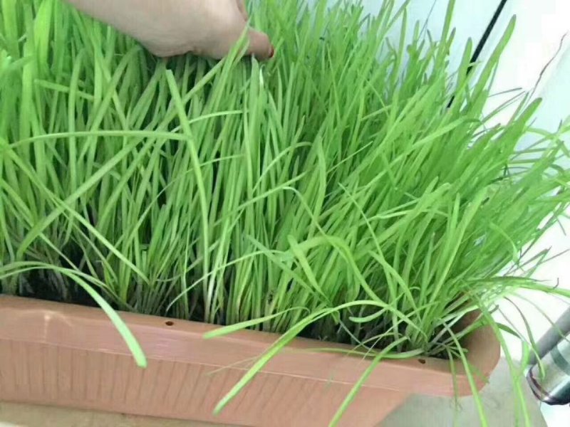 南宫特产黄韭盆景韭菜根韭菜苗无公害有机蔬菜