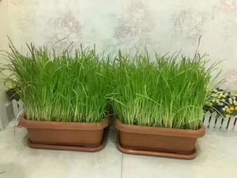 南宫特产黄韭盆景韭菜根韭菜苗无公害有机蔬菜