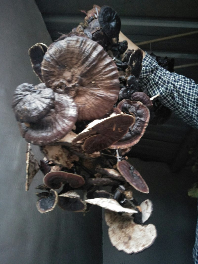 野生灵芝