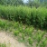 巫山脆李苗，重庆市巫山脆李，国家地理标志产品，挂果苗。
