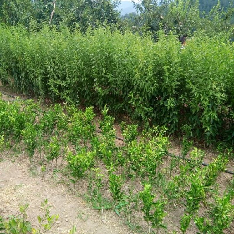 巫山脆李苗，重庆市巫山脆李，国家地理标志产品，挂果苗。