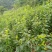 巫山脆李苗，重庆市巫山脆李，国家地理标志产品，挂果苗。