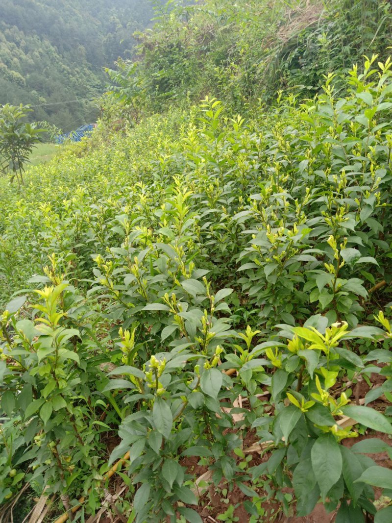 巫山脆李苗，重庆市巫山脆李，国家地理标志产品，挂果苗。