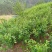 巫山脆李苗，重庆市巫山脆李，国家地理标志产品，挂果苗。