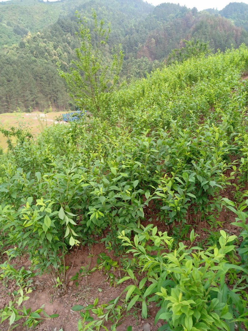 巫山脆李苗，重庆市巫山脆李，国家地理标志产品，挂果苗。
