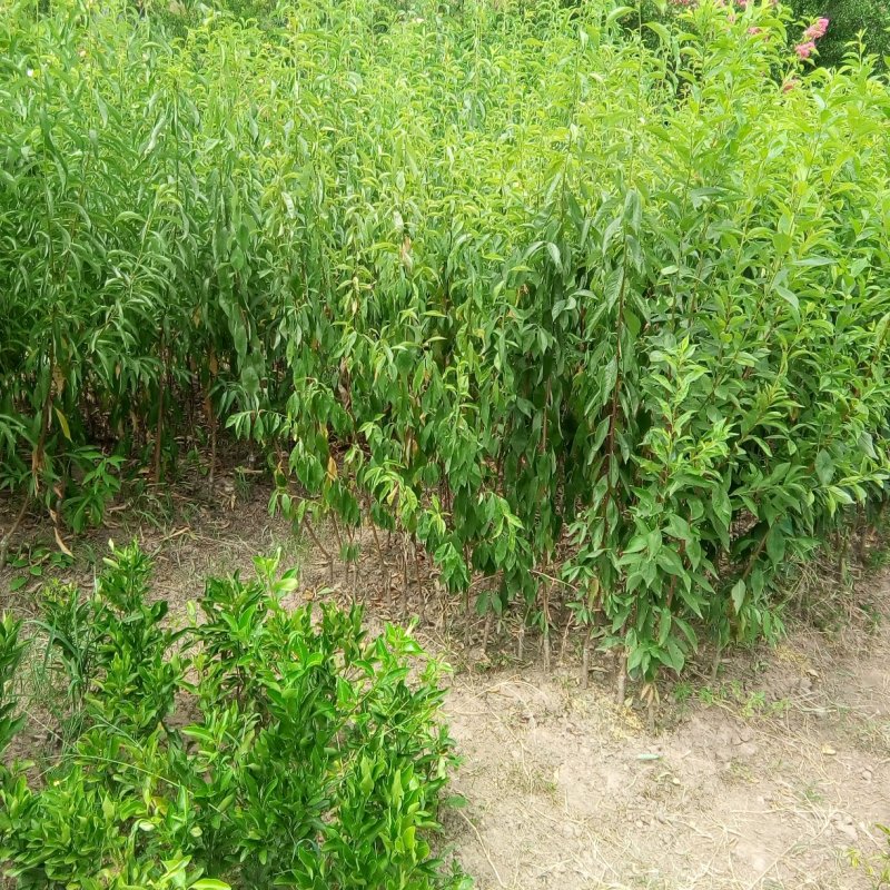 巫山脆李苗，重庆市巫山脆李，国家地理标志产品，挂果苗。