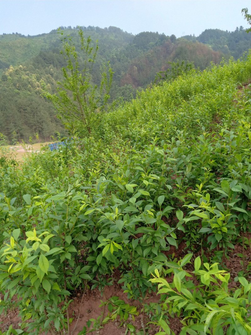 巫山脆李苗，重庆市巫山脆李，国家地理标志产品，挂果苗。