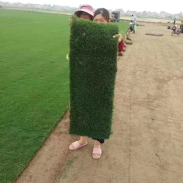 绿化草坪草皮百慕大