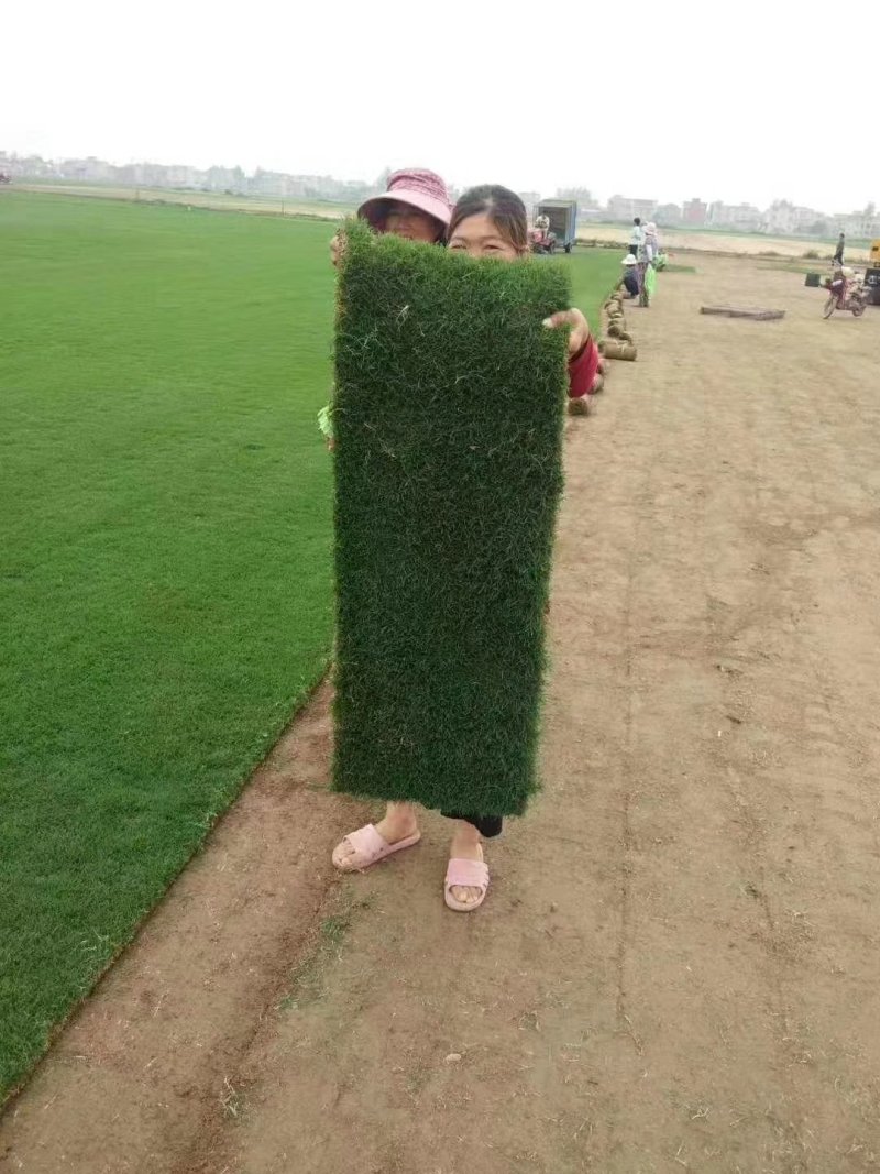 绿化草坪草皮百慕大