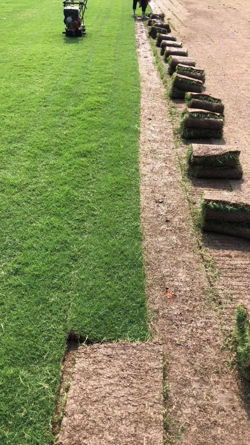 绿化草坪草皮百慕大