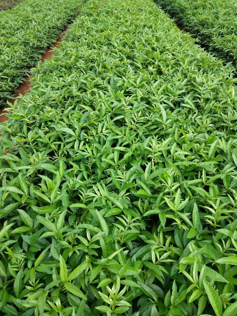 昭通花椒苗九叶青花椒杯苗，成活率高，产量大