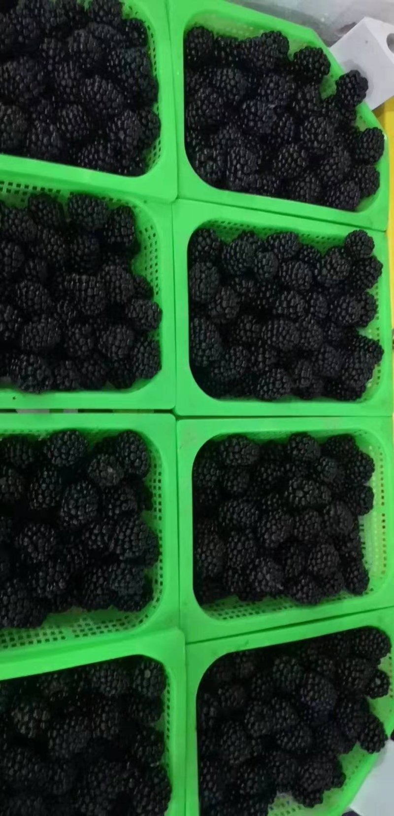精品黑莓