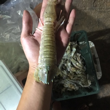 皮皮虾，又名长颈。肉多鲜甜
