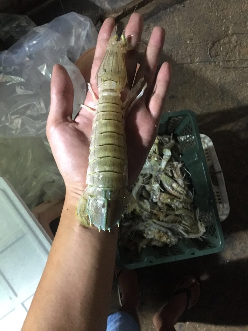 皮皮虾，又名长颈。肉多鲜甜