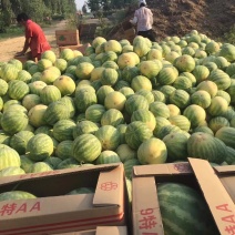 花皮无籽西瓜，10斤打底，口感好，耐运输
