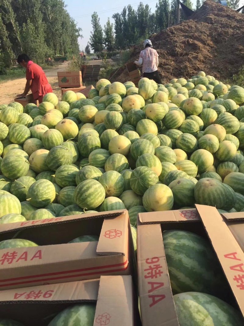 花皮无籽西瓜，10斤打底，口感好，耐运输