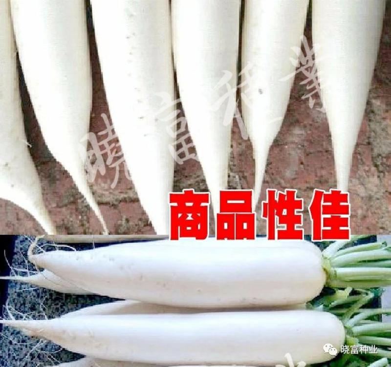 韩妃大长白萝卜种子耐抽苔抗病强产量高60天裂根少不易