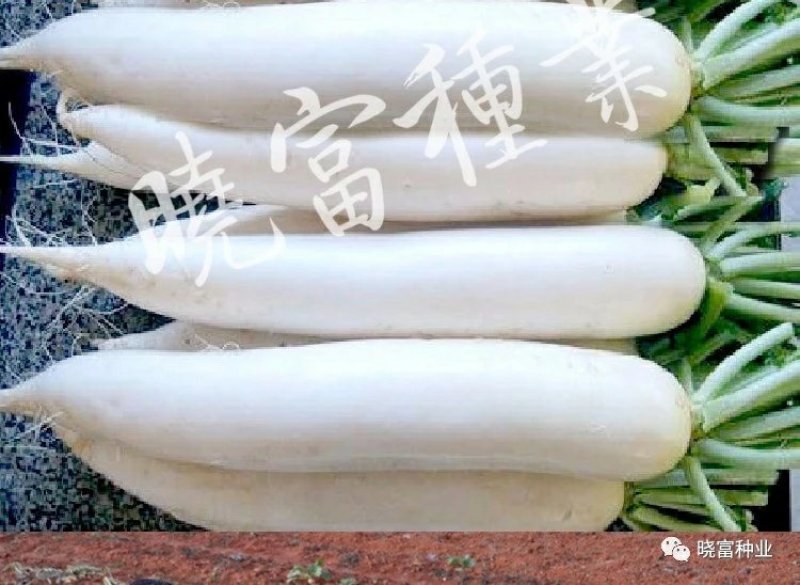 韩妃大长白萝卜种子耐抽苔抗病强产量高60天裂根少不易