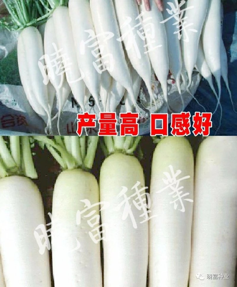 韩妃大长白萝卜种子耐抽苔抗病强产量高60天裂根少不易