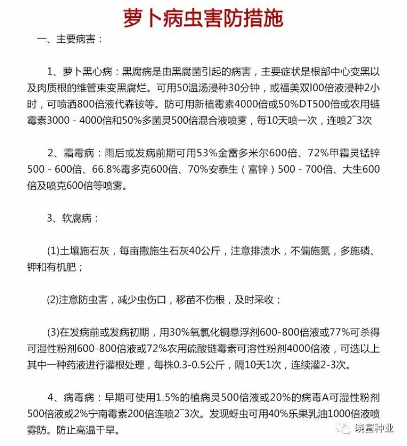 韩妃大长白萝卜种子耐抽苔抗病强产量高60天裂根少不易