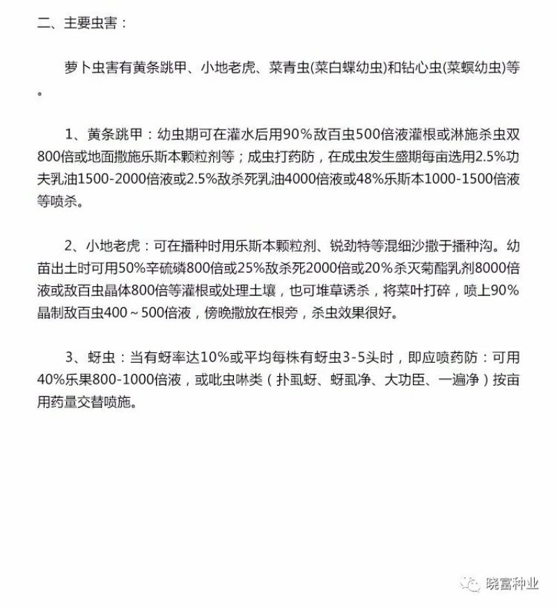 韩妃大长白萝卜种子耐抽苔抗病强产量高60天裂根少不易