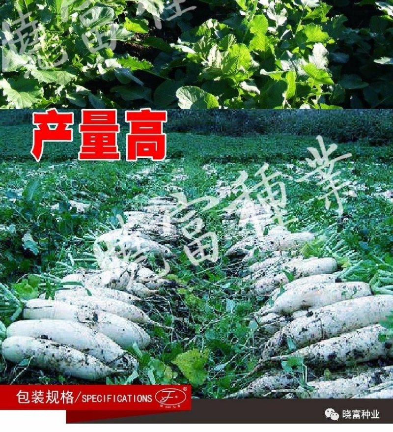 韩妃大长白萝卜种子耐抽苔抗病强产量高60天裂根少不易