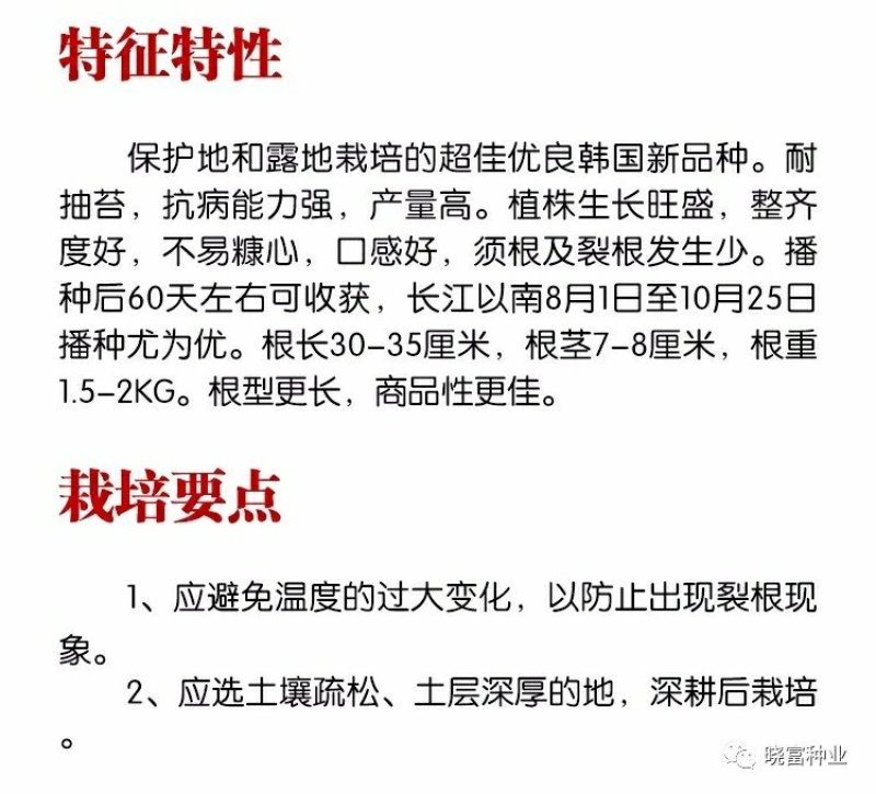 韩妃大长白萝卜种子耐抽苔抗病强产量高60天裂根少不易
