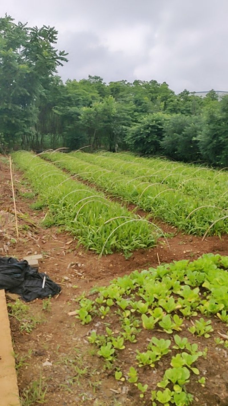 白芨露天驯化苗直播苗