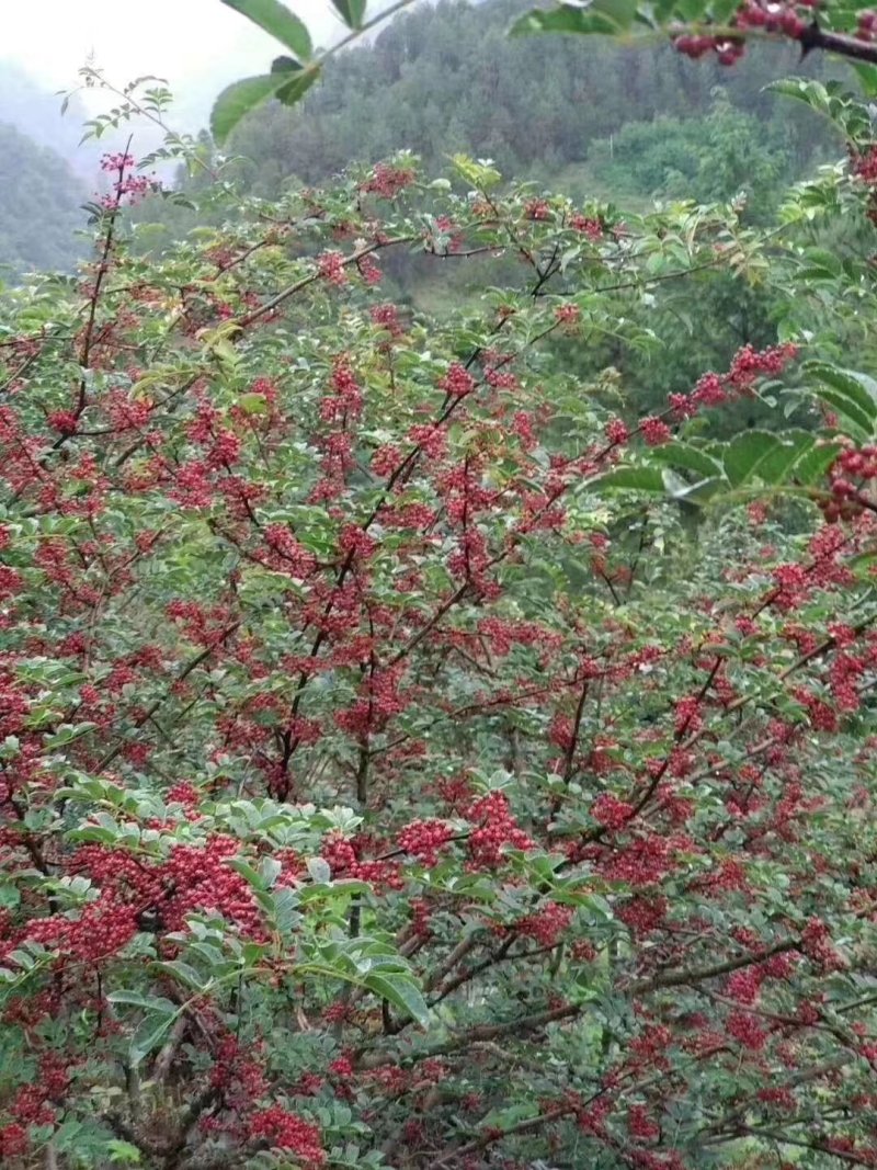 无刺花椒嫁接贡椒树苗、永青一号、大红袍、藤椒品种保证袋苗