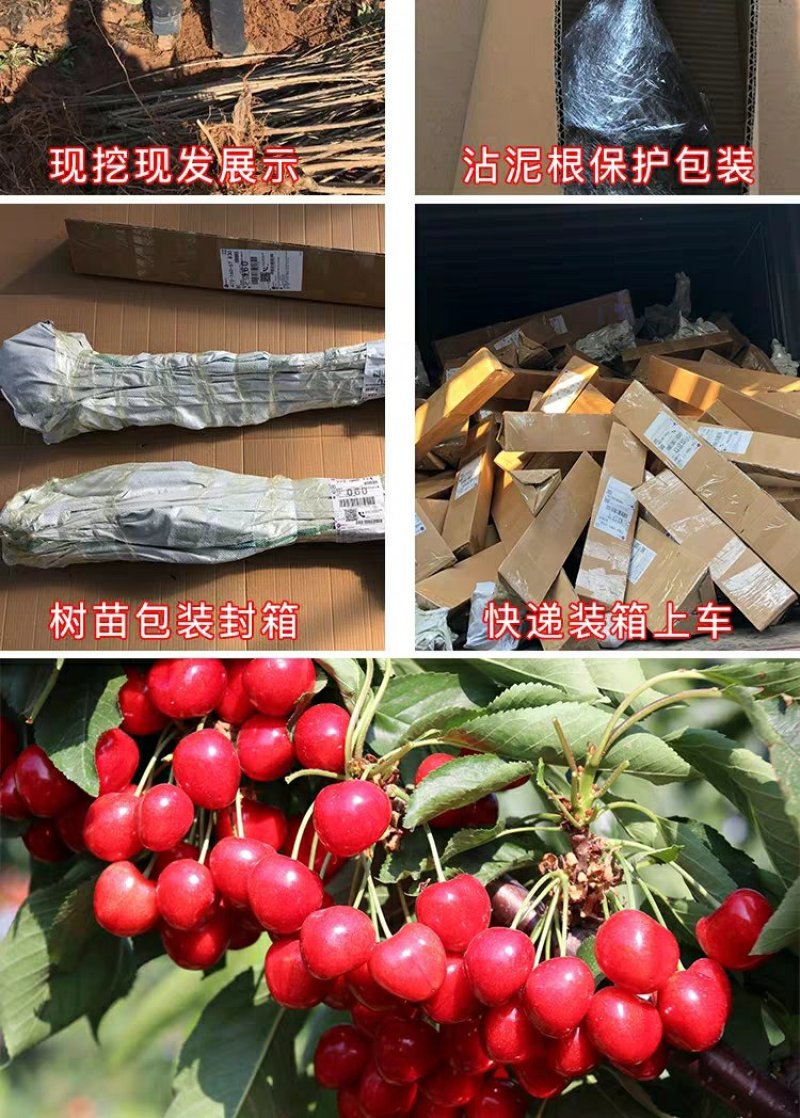 樱桃苗俄罗斯8号矮化樱桃苗基地直销