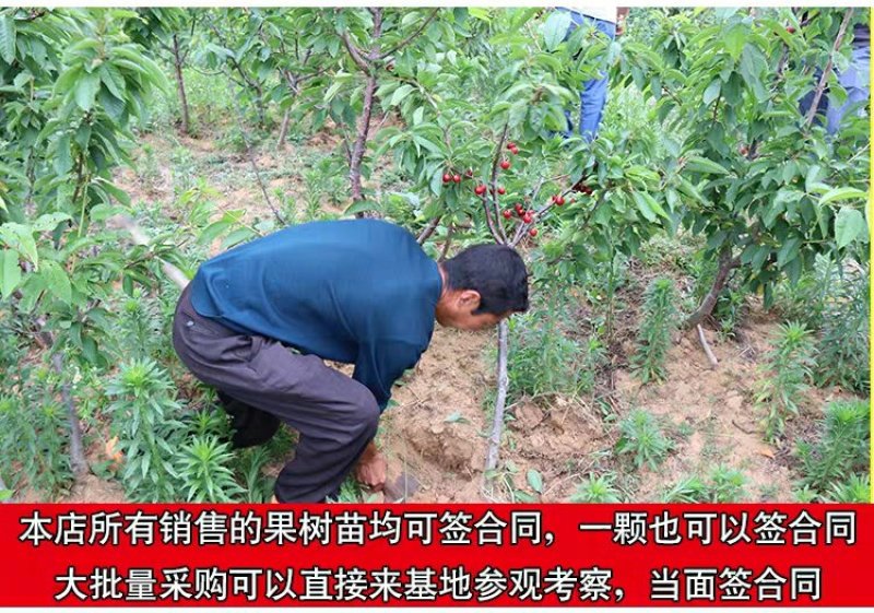 樱桃苗俄罗斯8号矮化樱桃苗基地直销