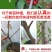 樱桃苗俄罗斯8号矮化樱桃苗基地直销