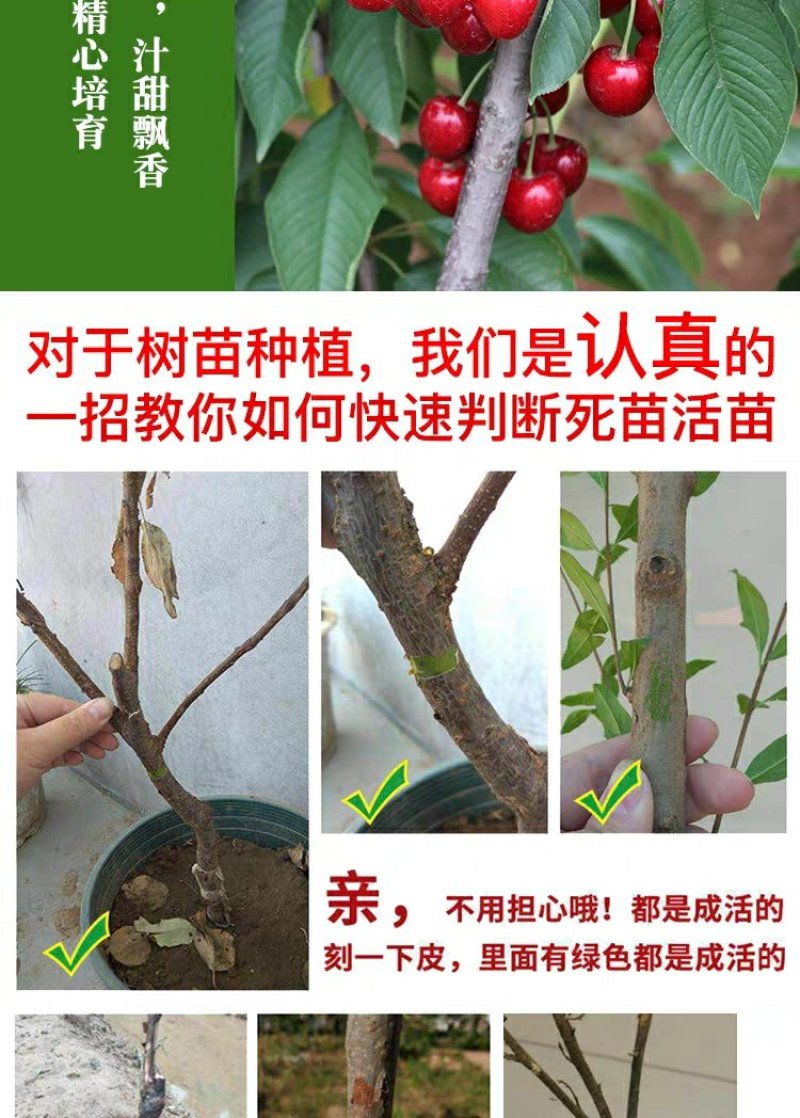 樱桃苗俄罗斯8号矮化樱桃苗基地直销