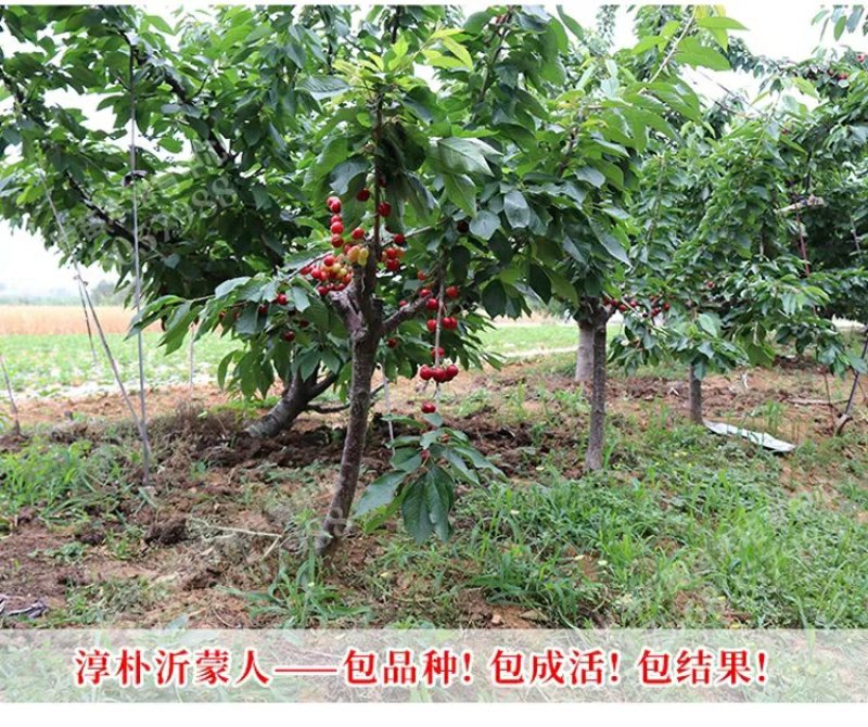 樱桃苗俄罗斯8号矮化樱桃苗基地直销