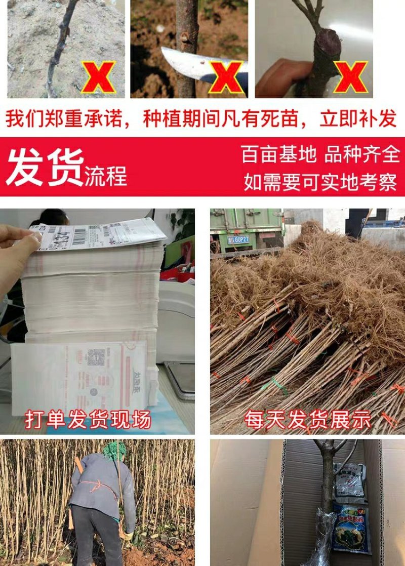樱桃苗俄罗斯8号矮化樱桃苗基地直销