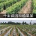 樱桃苗俄罗斯8号矮化樱桃苗基地直销