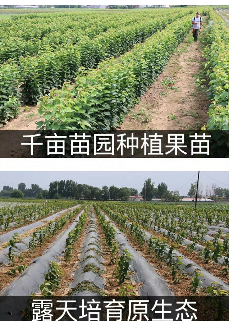 樱桃苗俄罗斯8号矮化樱桃苗基地直销