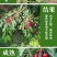 樱桃苗俄罗斯8号矮化樱桃苗基地直销